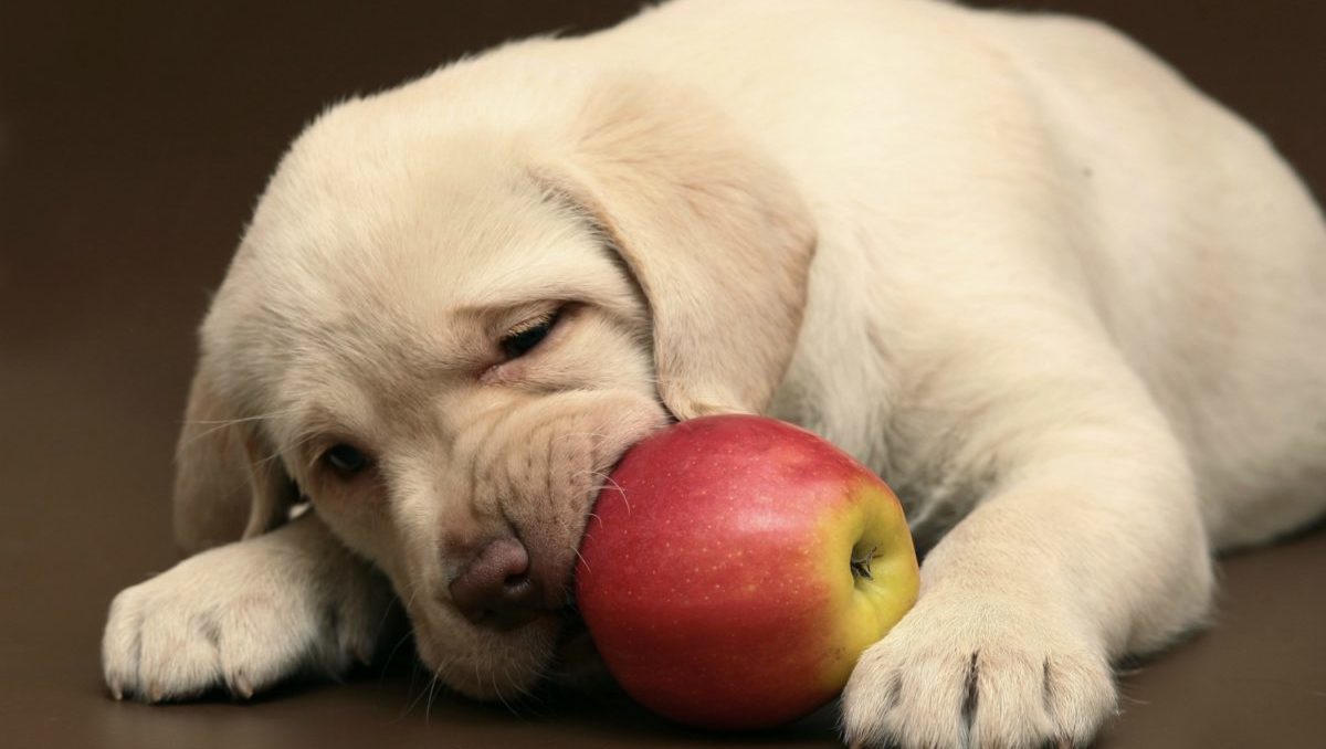 what fruit is not good for dogs