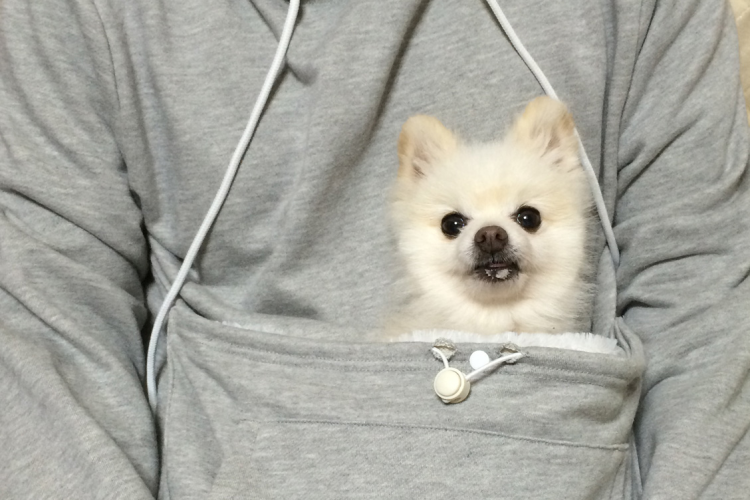 sweatshirt to hold dog