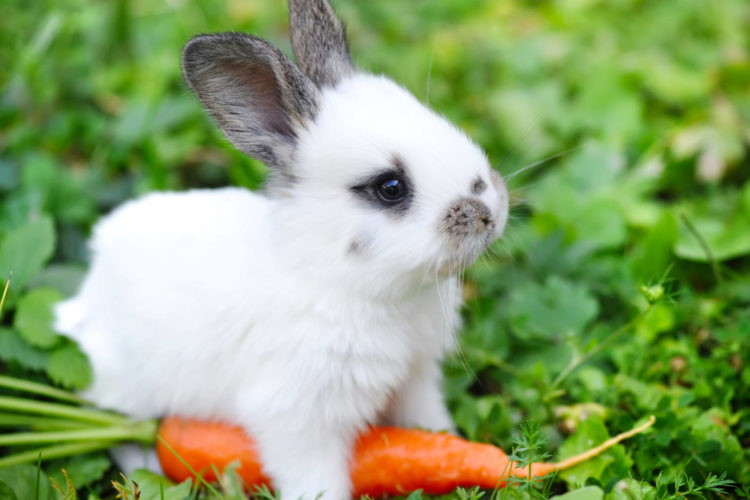 A Baby Rabbit Is Actually Called A Kitten And Other Names You Might