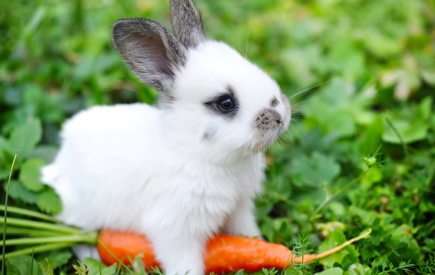 fluffy baby bunny