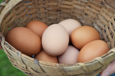 simplemost substitute eggene vanlige enn comes