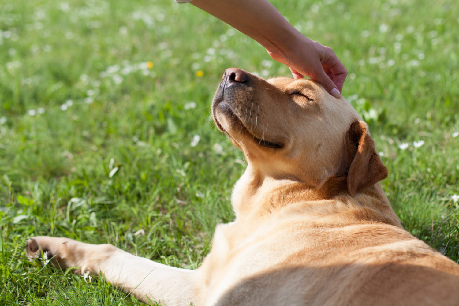 Study Shows Dogs Prefer Praise To Treats