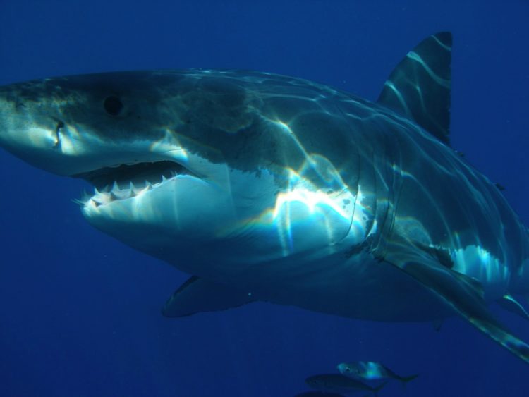 Great White Shark Spotted Near Myrtle Beach, South Carolina