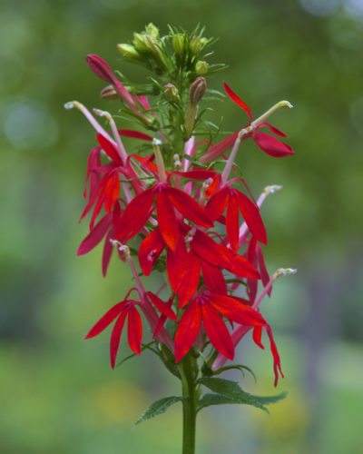 8 plants that will attract hummingbirds to your yard