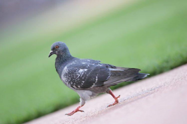 this-is-why-birds-bob-their-heads-when-they-walk