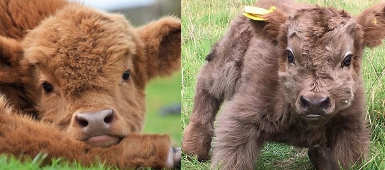 highland cow teddy bears