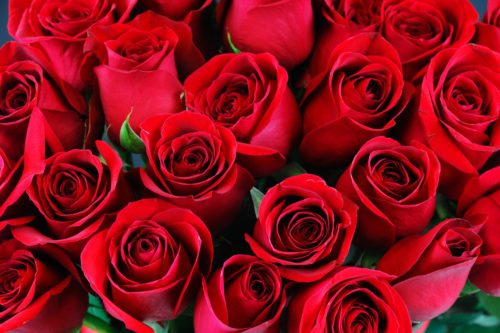 How the red rose came to be known as the flower of love