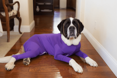 Shed Defender Dog Leotards Are Not Only Adorable—they Solve A Problem That Plagues Dog Owners