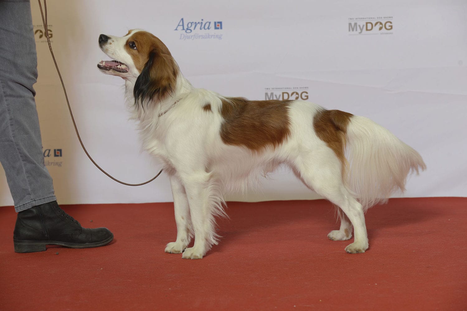 noah's kooikerhondje