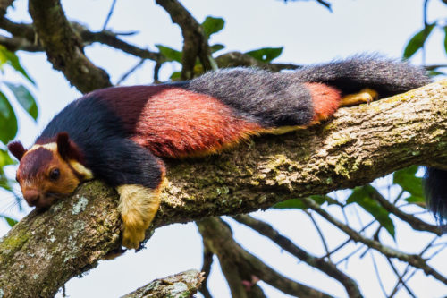 These Giant, Colorful Squirrels Are The Most Beautiful Rodents We’ve Ever Seen