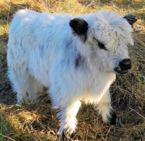 You can now pay to spend an afternoon cuddling your stress away with cows