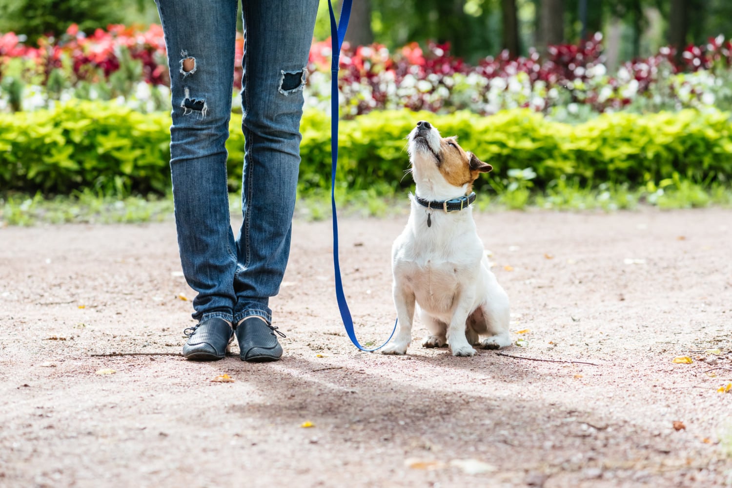 Dogs rush to help when owners cry, study suggests