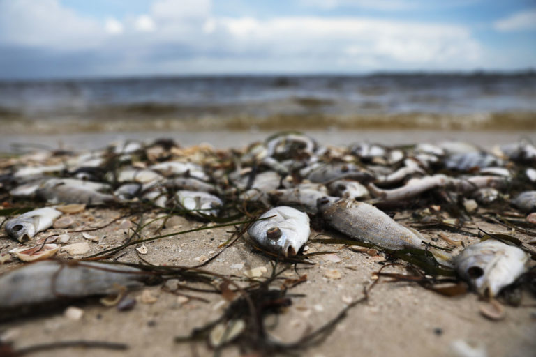toxic red tide florida