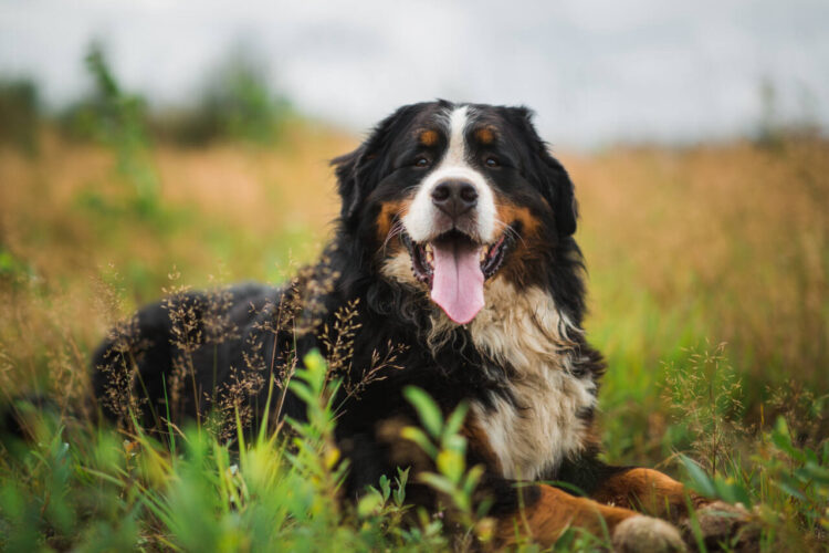 Low-energy dog breeds you can be lazy with