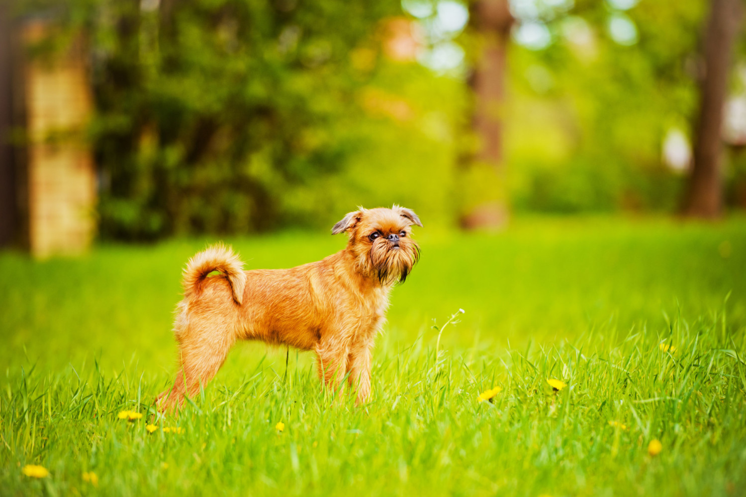 small energetic dog breeds