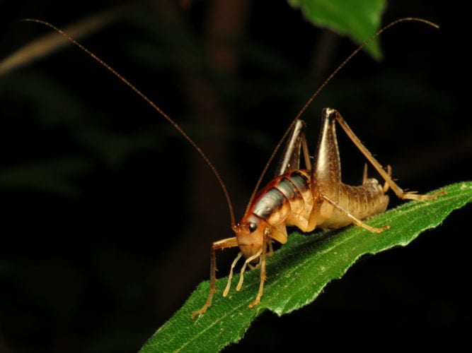 What you need to know about spider crickets and how to get rid of them