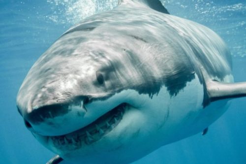 Shark Week Is Here — Here Are Some Highlights From The Schedule