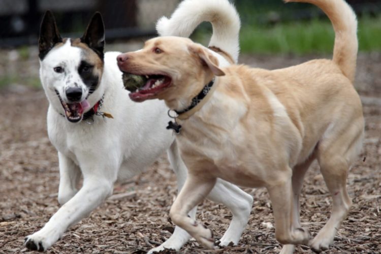 american kennel club dog breeds