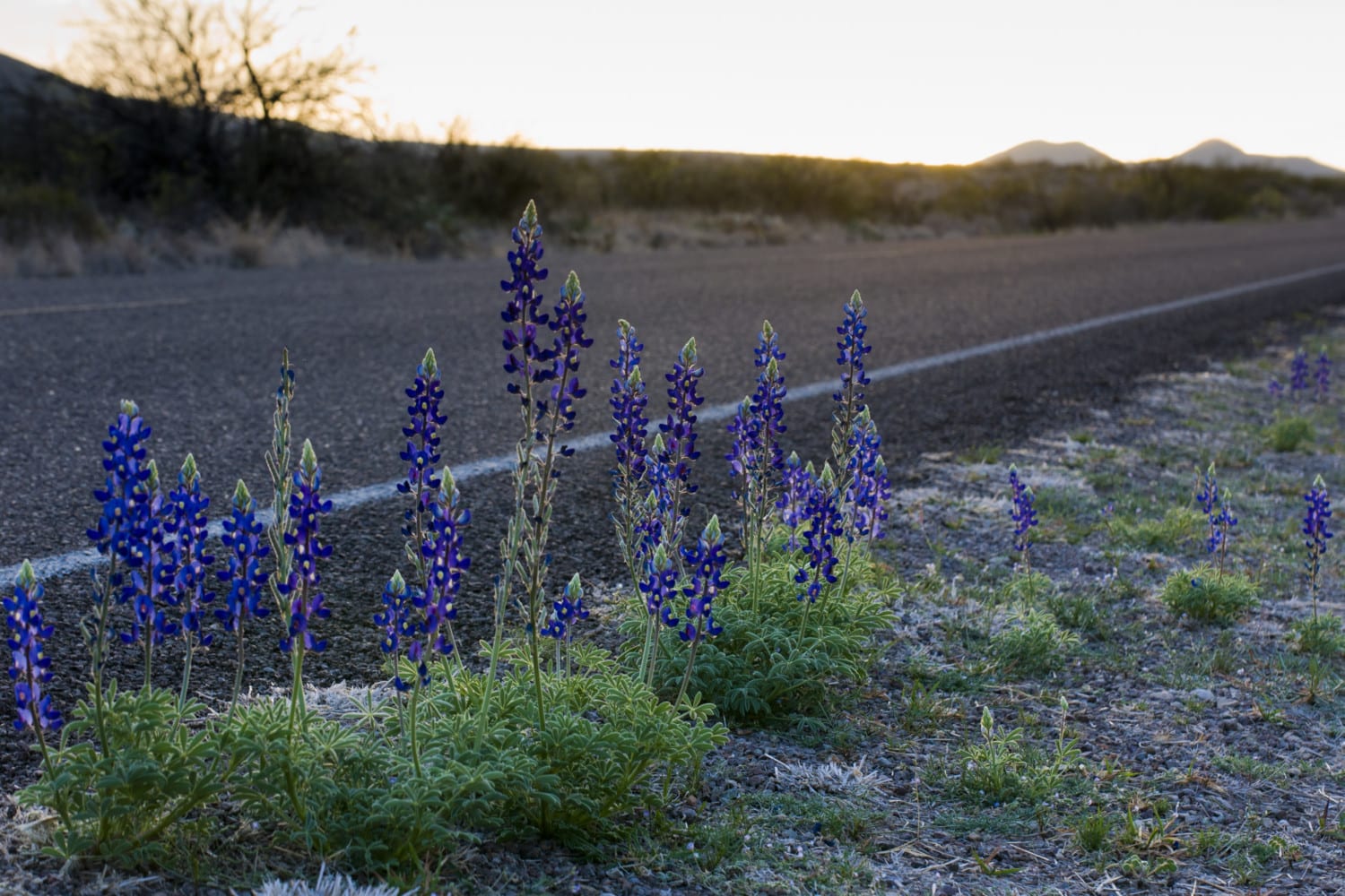 are in full bloom at Big Bend National Park—And They're