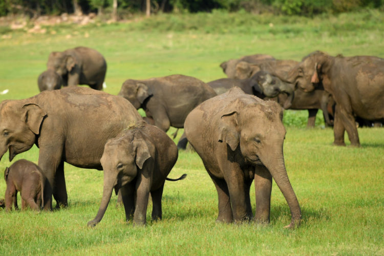 African Elephants Are Evolving To Not Grow Tusks - Simplemost