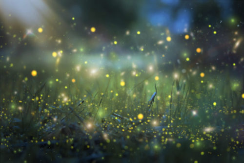 Synchronous Fireflies Will Soon Light Up The Great Smoky Mountains