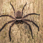 A Giant Possum-Eating Spider Exists in Australia and It's Terrifying