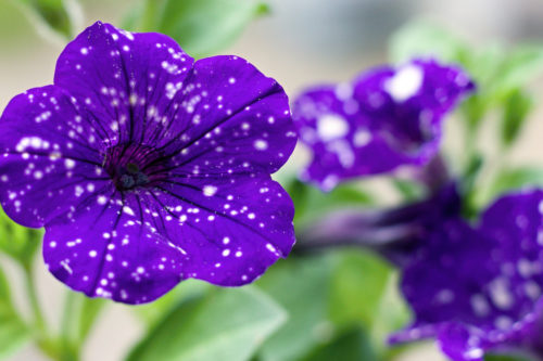 These Night Sky Petunias Will Fill Your Garden With Stars