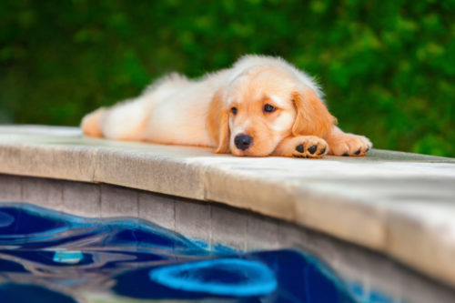 This Hotel Has Puppies For Guests To Play With By The Pool