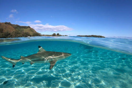 This Woman Snapped Photos Of A Shark Lurking Near Swimmers Who Had No Idea