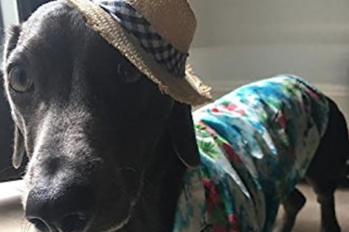 You Can Buy A Hawaiian Shirt For Your Dog—So Get Ready For Your Best Summer Ever