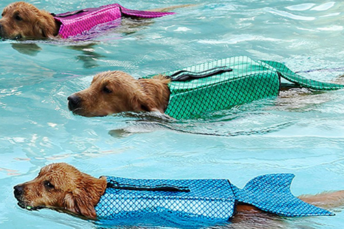 These Mermaid Life Jackets For Dogs Are The Cutest Thing You’ll See This Summer