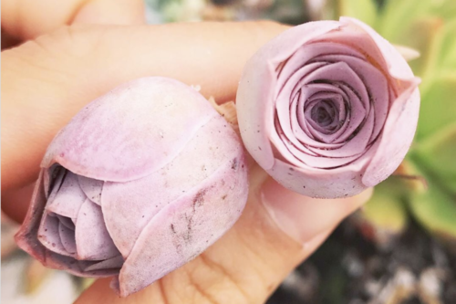 You Can Grow Succulents That Look Just Like Roses