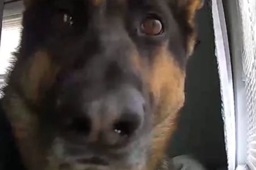 This Dog Triggered His Family’s Motion Detector And The Resulting Video Is Too Cute To Miss