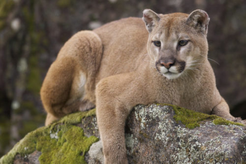 This Woman Scared Away A Cougar With A Metallica Song, And Here’s How The Band Responded