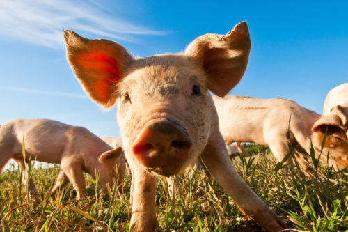 This Animal Sanctuary Needs Volunteers To Cuddle Rescued Pigs