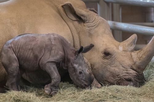 A Baby Southern White Rhino Was Born At The San Diego Zoo—here’s Why That’s A Big Deal