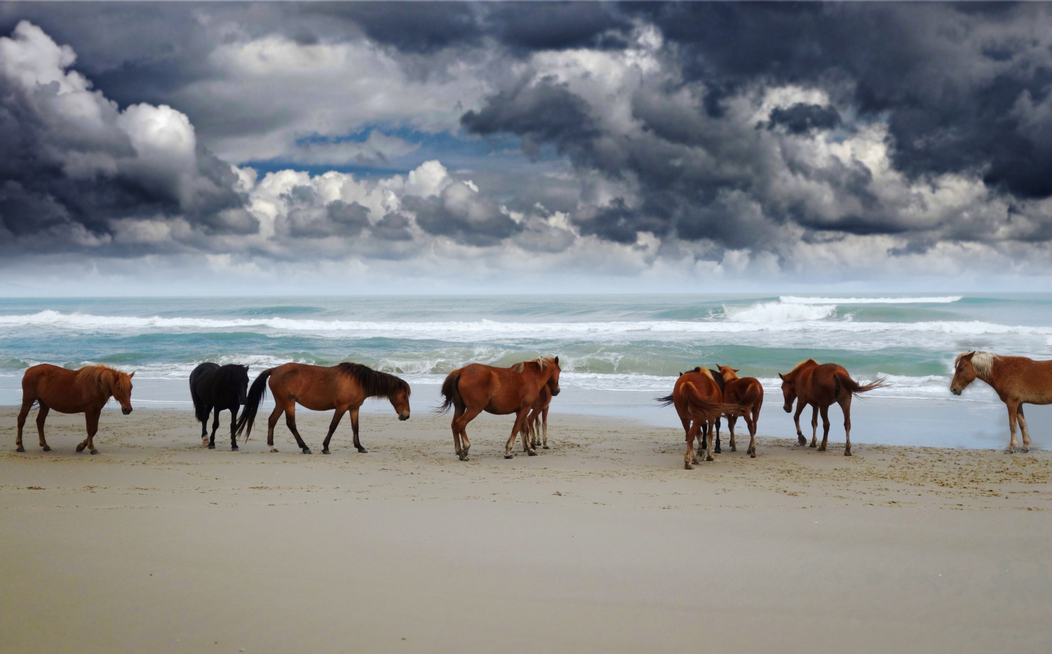 How Wild Horses Survive Hurricanes Simplemost