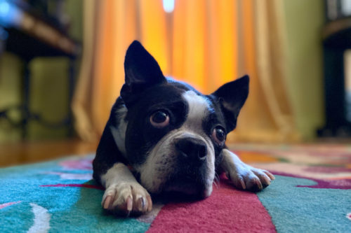 You Can Take Great Photos Of Your Pets With The New IPhone