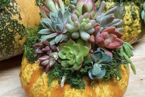 Succulent Pumpkins Are The Most Gorgeous Fall Decorations