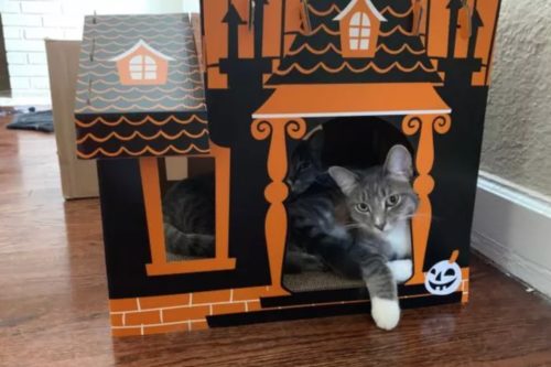 You Can Buy A Mini Haunted House For Your Cat This Halloween