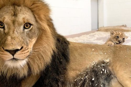 This Lion Greeting His 5-week-old Cub Will Melt Your Heart