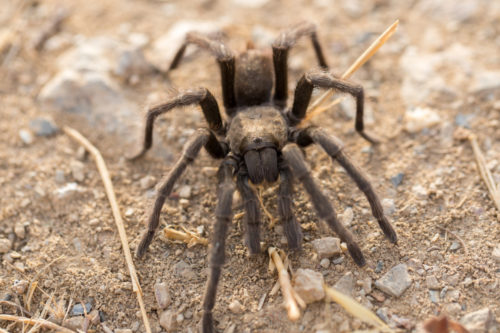 Thousands Of Tarantulas Are Emerging From Underground In The San Francisco Bay Area