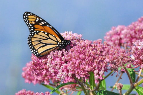 This Year’s Monarch Butterfly Migration Appears Larger Than Usual