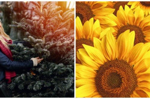 People Are Decorating Christmas Trees With Sunflowers—and They’re Gorgeous