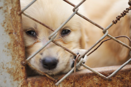 Animal Cruelty Is Now A Federal Felony