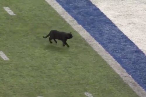 A Cat Ran Onto The Field During Monday Night Football And The Announcers Did An Awesome Play-By-Play