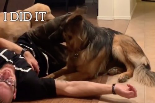 People Are Cracking Up At This Video Of A Golden Retriever And German Shepherd ‘talking’ About Helping Their Human