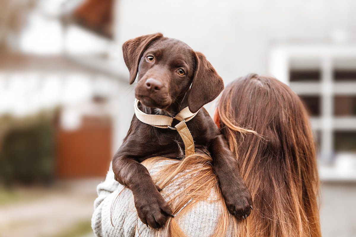 how long do foster dogs stay