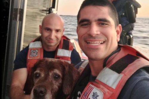 The U.S. Coast Guard Rescued A Dog Found Swimming At Sea