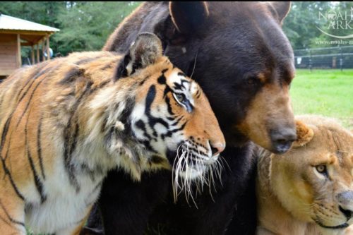 A Lion, A Tiger And A Bear Were Rescued Together As Cubs—And Became Best Friends